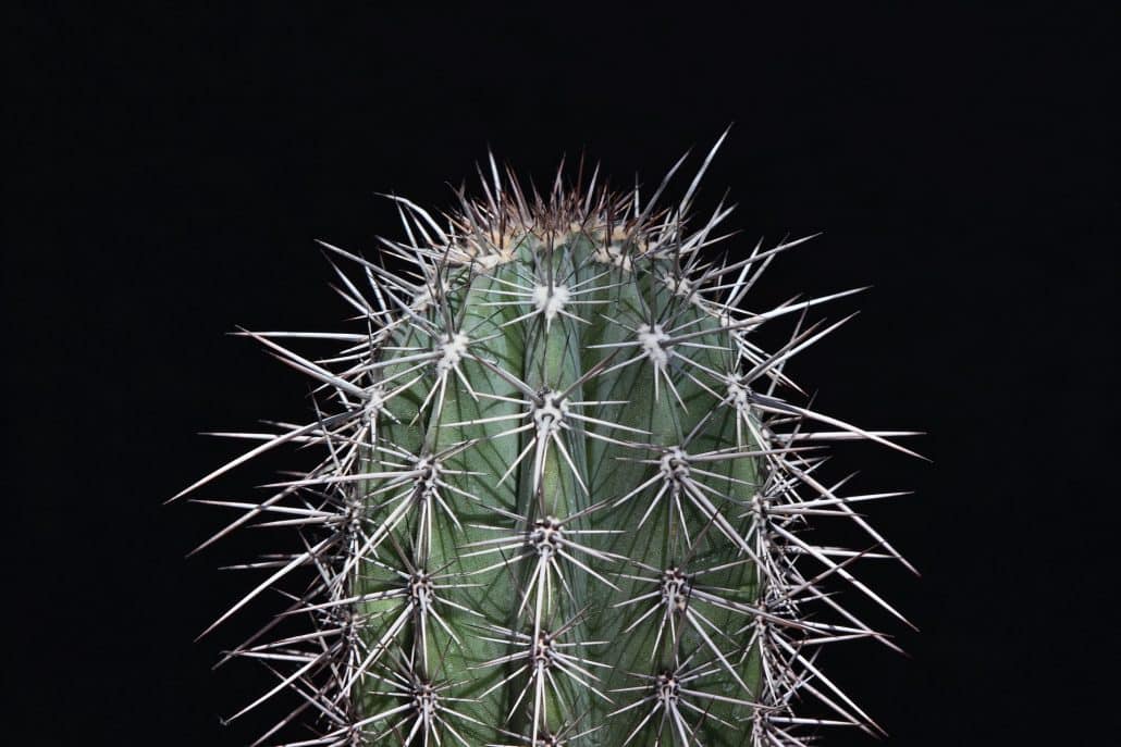Prickly cactus - depicting pain points