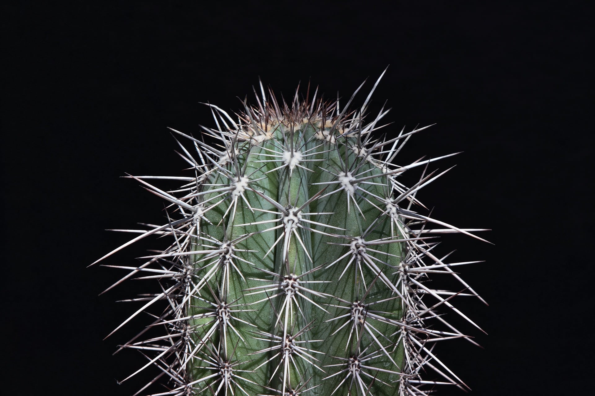 Prickly cactus - depicting pain points